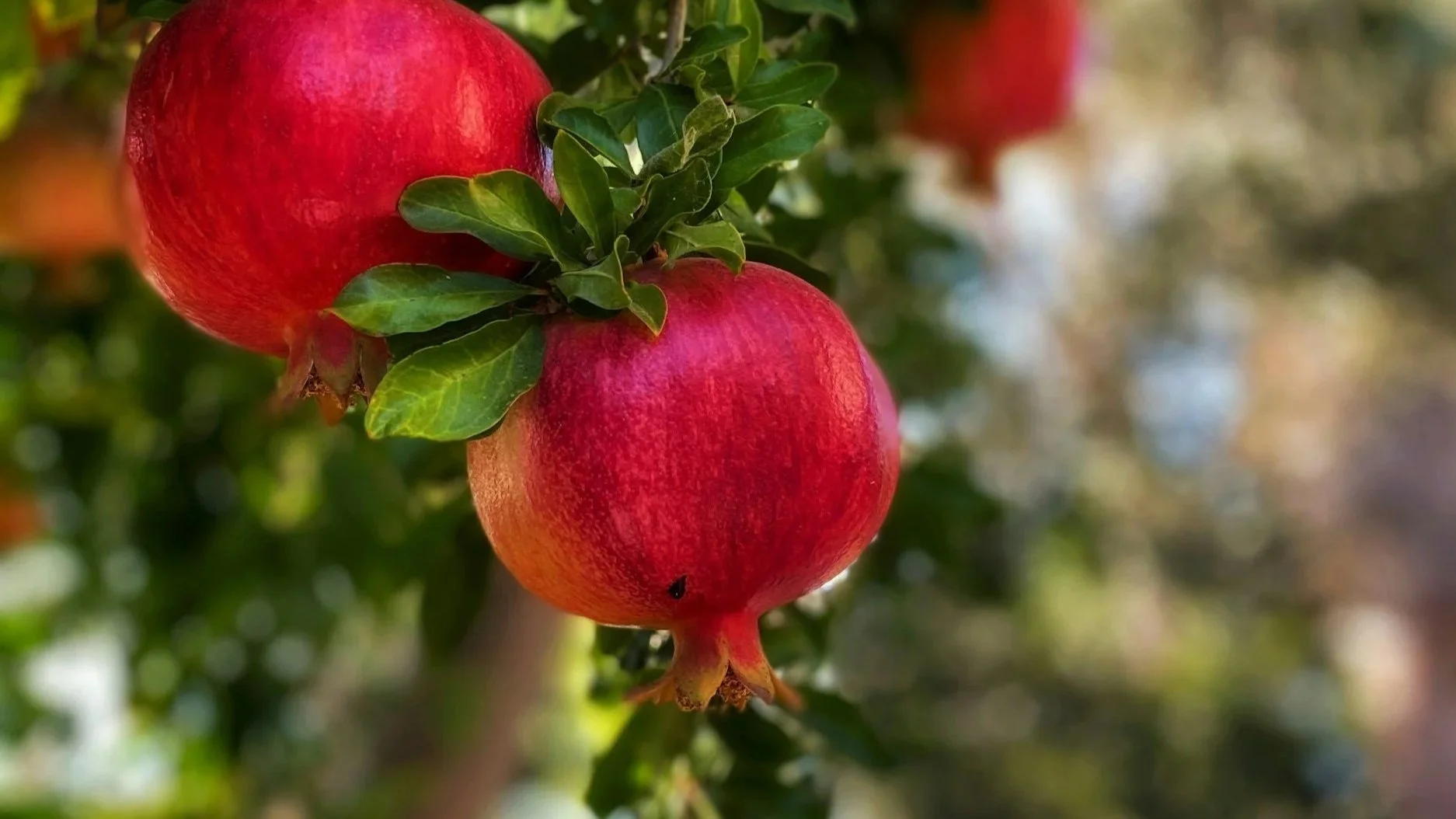 pomegranate fruit