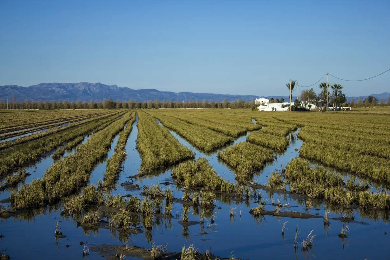 Farmland with flooded rice fields, green rice plants, and a distant mountain range on a clear day.