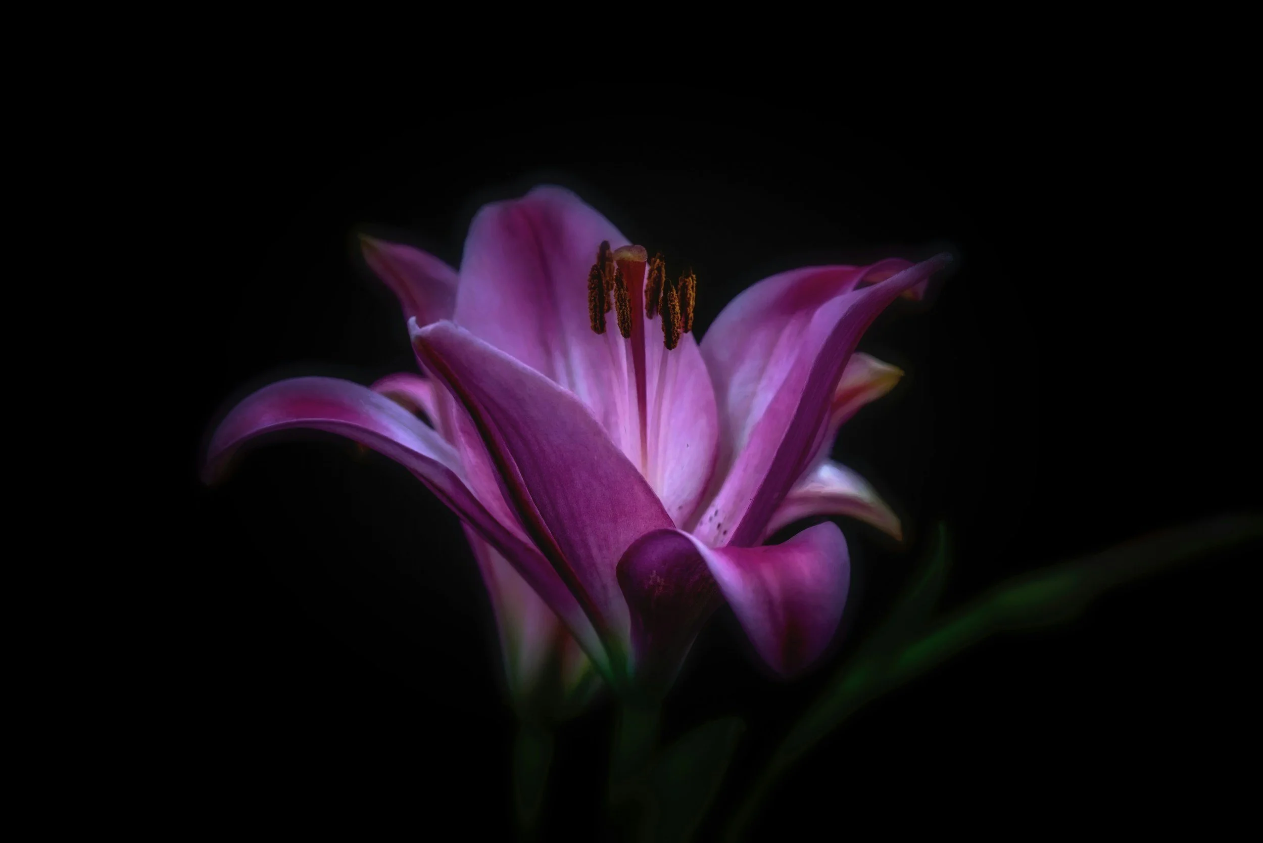 A close-up of a purple lily flower with dark background.