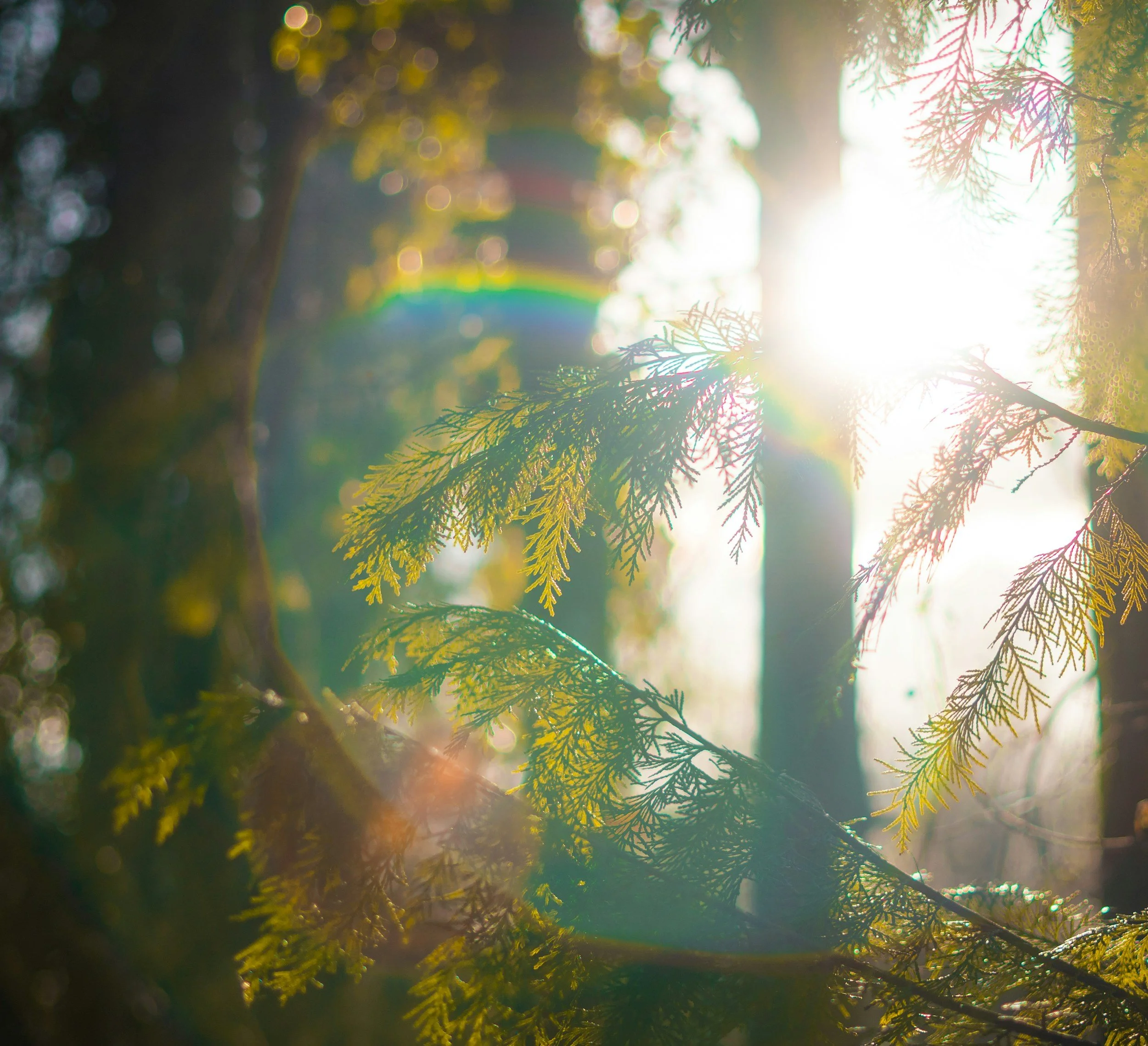 Sunlight filtering through green pine tree branches in a forest, creating bright spots and a rainbow lens flare.