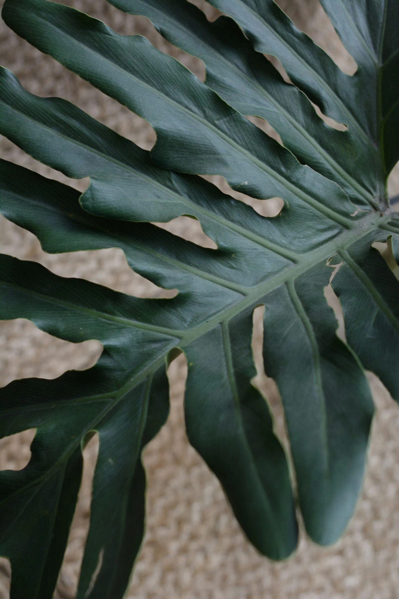A close-up of a large, dark green, split-leaf philodendron or monstera plant leaf on a beige background.
