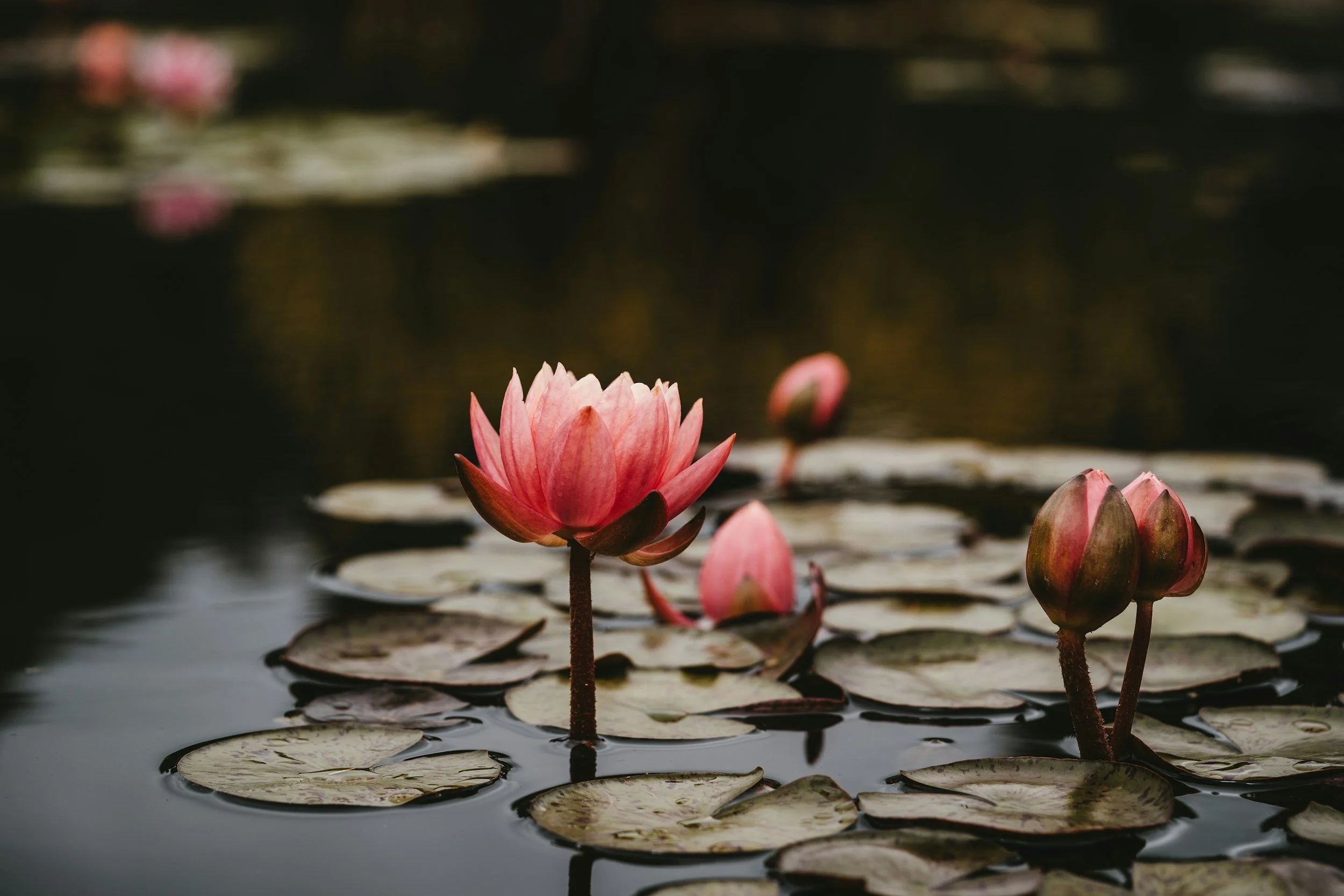 Pink water lilies and lily pads floating on dark pond water.