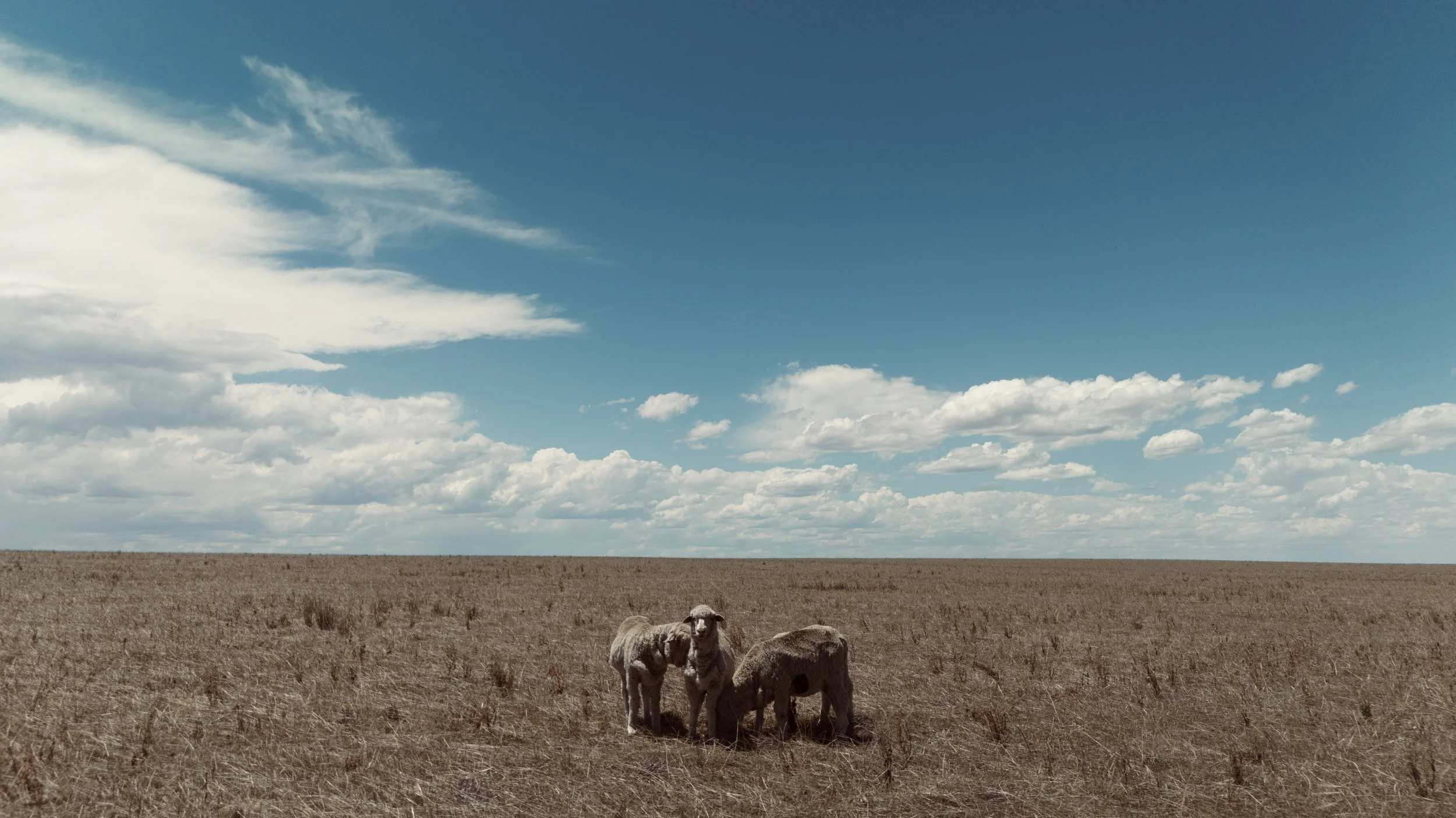 dji_fly_20250107_051516_0651_1736247757045_photo 2.jpeg