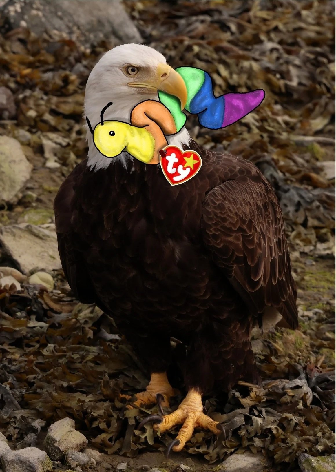 Early Bird (Limited Edition)