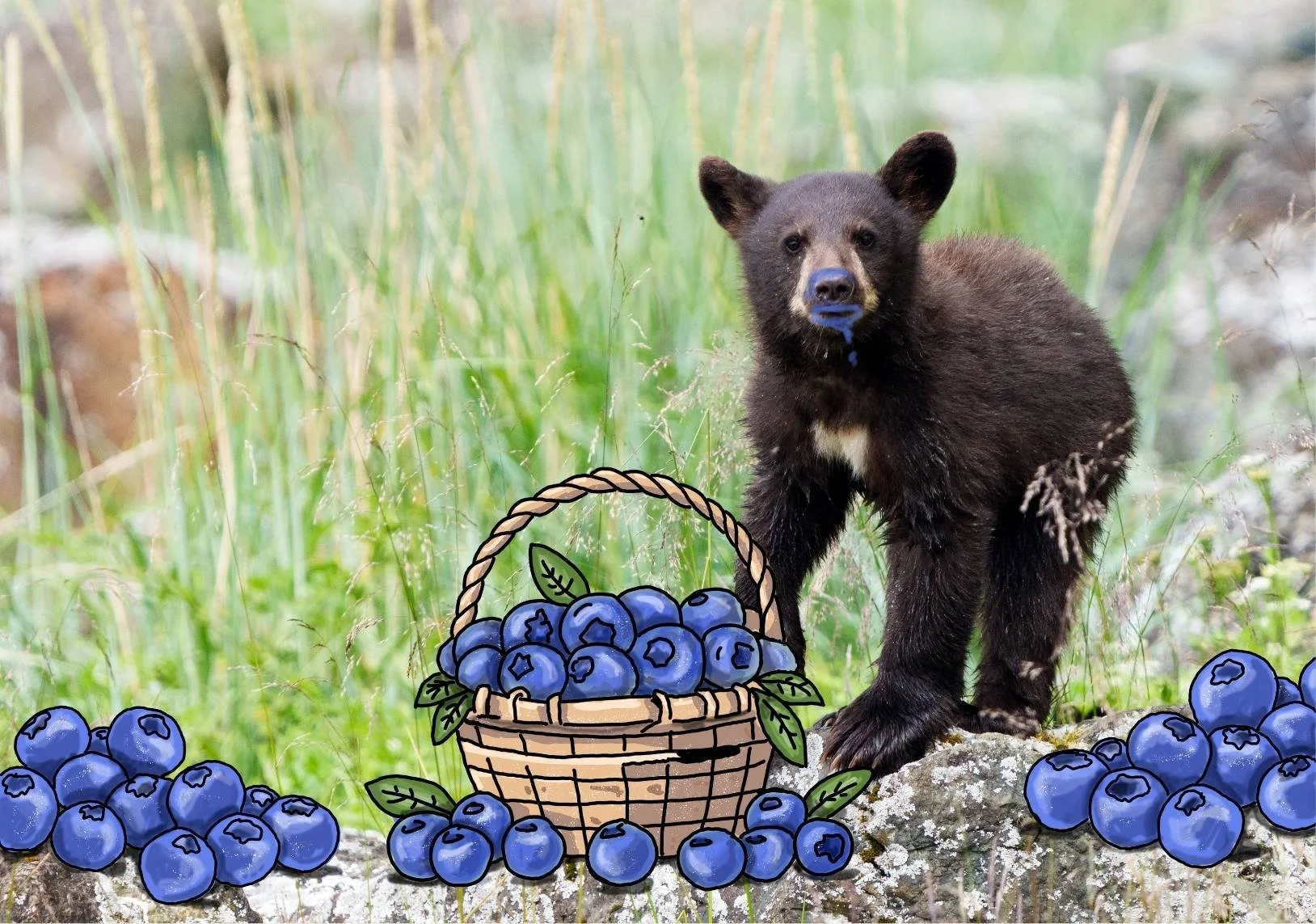 Picking BlueBEARies