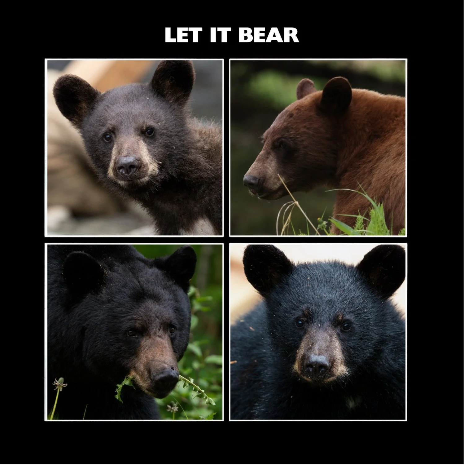 Let It Bear
