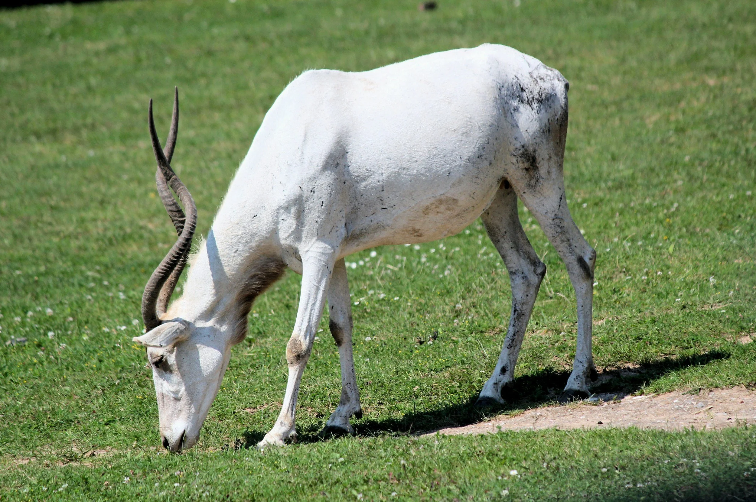 A white Addax with long, twisted horns grazing on grass in a field.