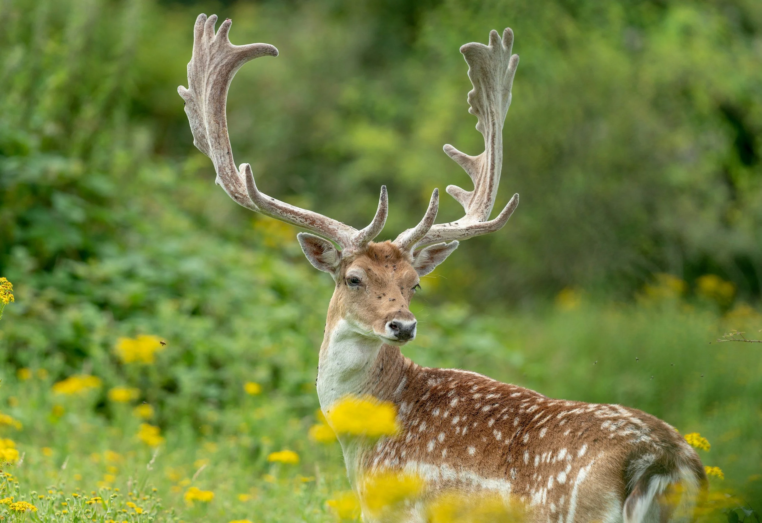 A Fallow buck with large, branched antlers standing in a grassy field with yellow flowers, blurred green trees in the background.