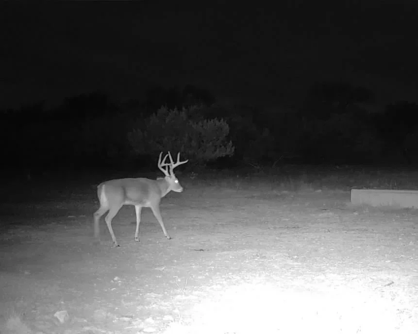A deer with antlers walking in a dark outdoor area at night.