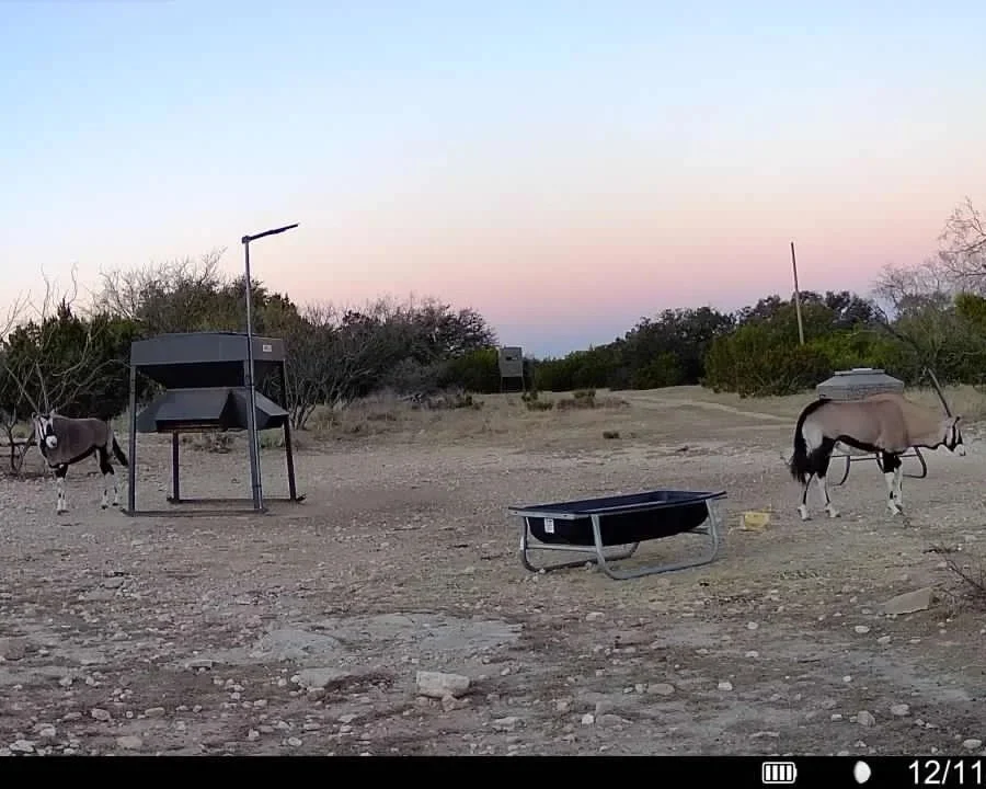 Two goats in a dry outdoor area with sparse bushes and trees, a bird feeder or camera on a stand, and a rectangular feeding trough, during dusk or dawn.