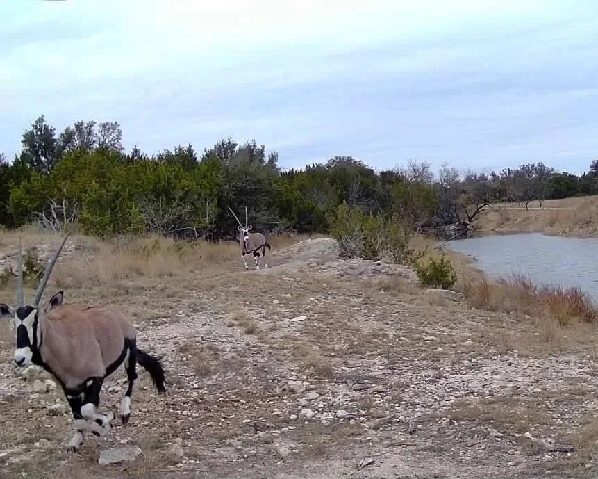 Two antelope with long horns walking along a dirt path near a body of water in a semi-arid landscape with sparse vegetation.