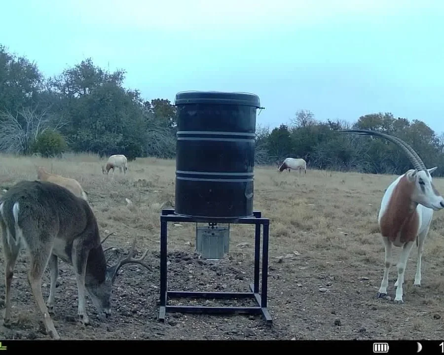 A group of deer and horses in an open field. A black water barrel is elevated on a stand in the center with a spout for filling animal containers.