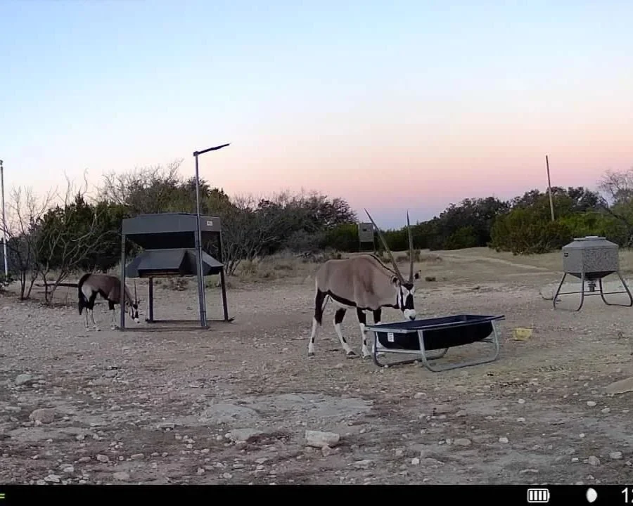 A donkey feeding from a trough in an outdoor rural setting during dusk, with scattered trees and informational signs in the background.