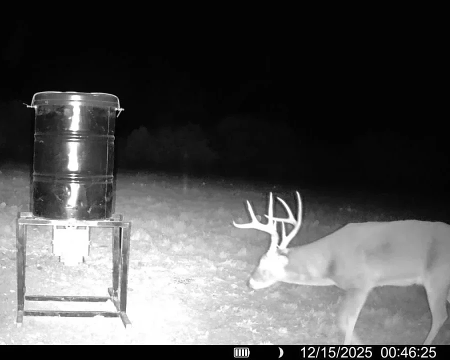 A deer with large antlers is drinking water from a metal barrel fountain at night in a grassy area.