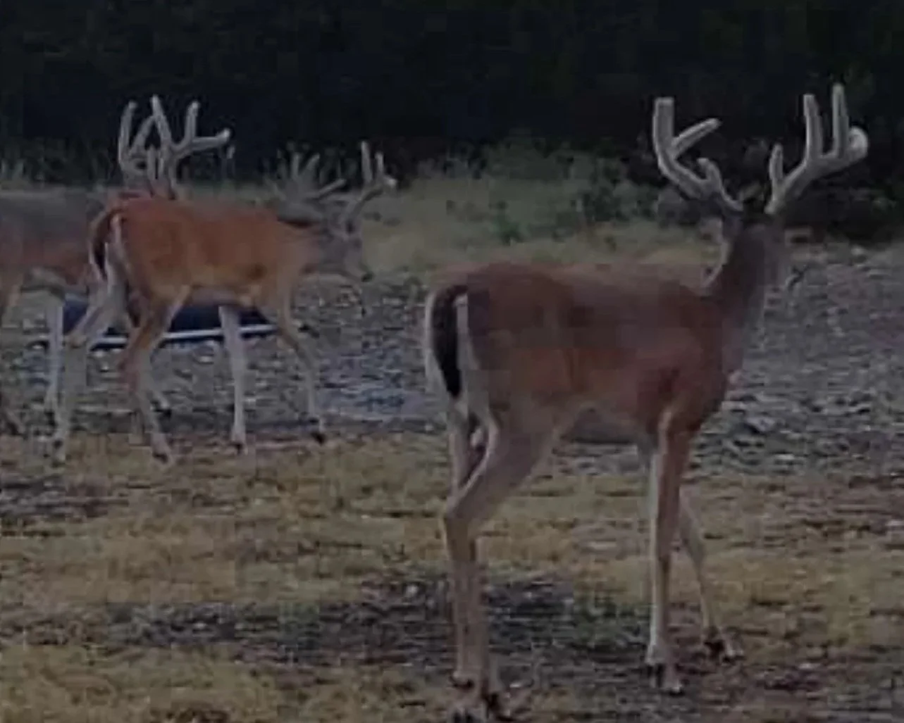 A group of deer, including a buck with large antlers, standing and walking on a field with grass and dirt, with some trees in the background.