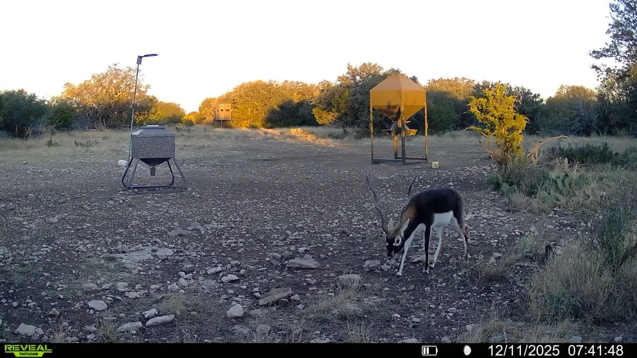 A wild life camera in a field capturing a scene with a Blackbuck antelope grazing on the ground with bushes and trees in the background during sunrise or sunset.