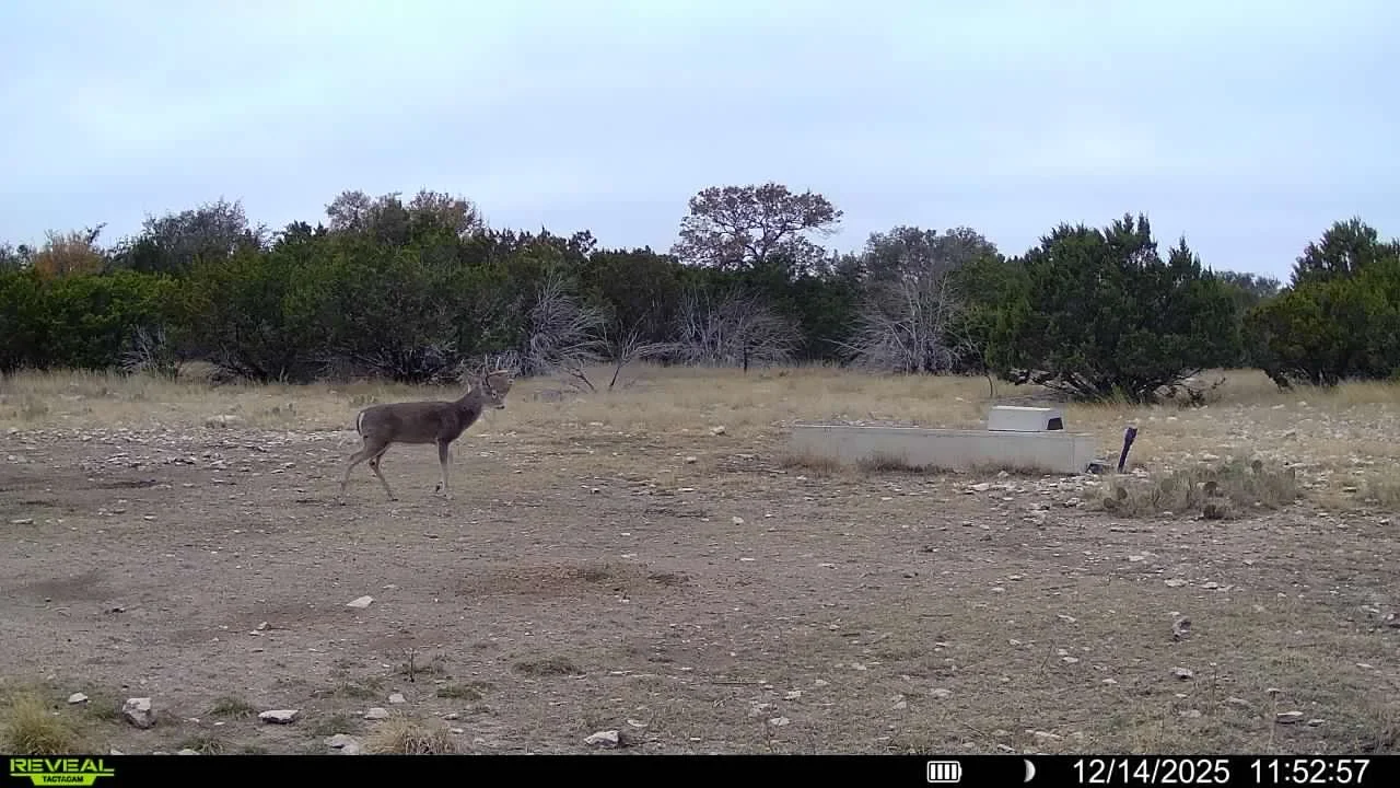A single deer standing on a dirt path near some bushes and trees, with a metal water trough and a small post in a rural setting.
