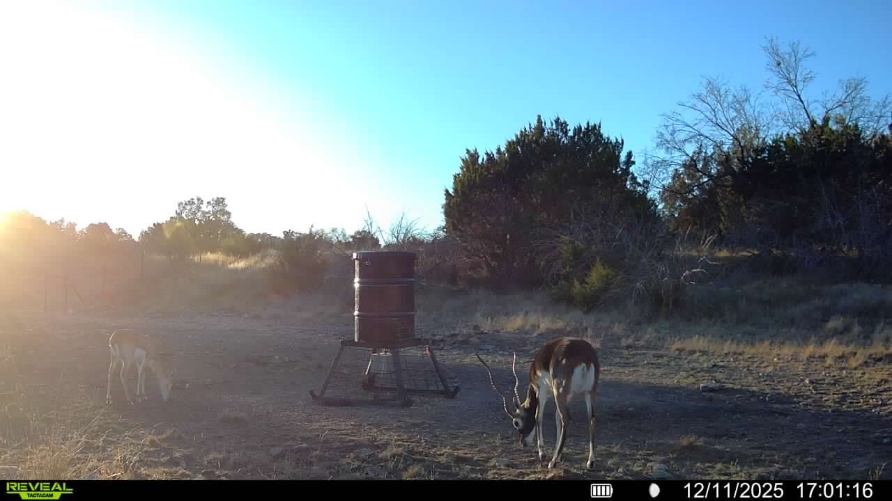A dry, open landscape with two goats near a metal barrel standing on a stand. One goat is grazing while the other is walking, with trees and bushes in the background and the sun setting on the left side of the image.