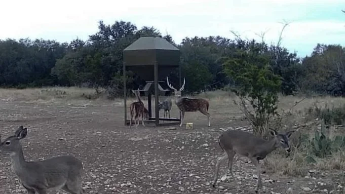 Scene of multiple deer, including a male with antlers, gathered near a feeding station in a dry, open landscape with bushes and trees in the background.