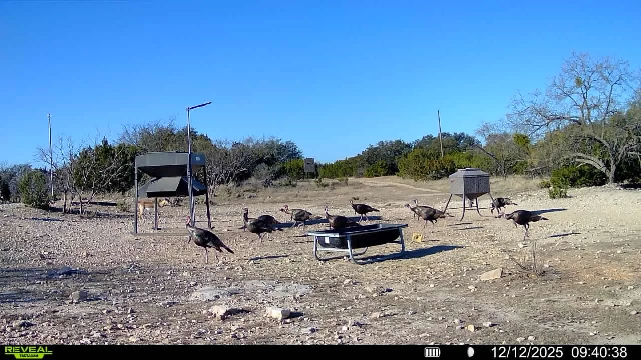 A group of wild turkeys walking on a dirt path in a desert landscape with sparse bushes and trees, under a clear blue sky.