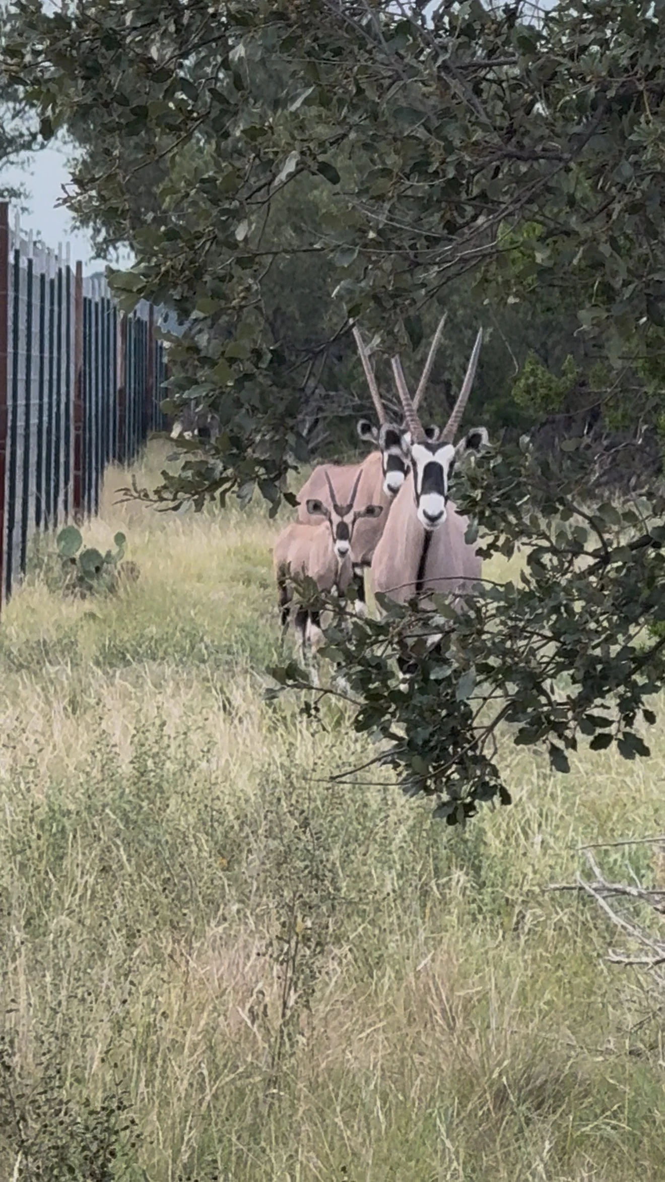 A group of three Gemsbok Oryx animals walking through grassy area, partially hidden by tree branches in the foreground, with a fence in the background.