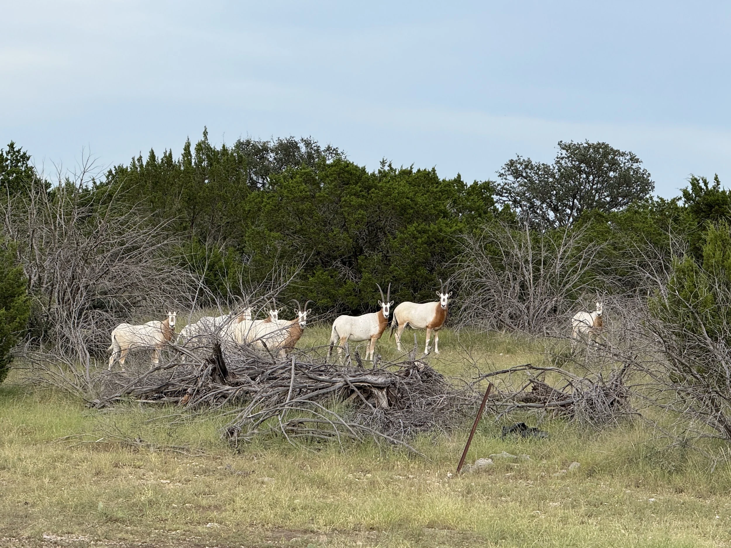A group of several Scimitar Oryx standing amidst grass and leafless bushes, with a backdrop of dense green trees under a cloudy sky.