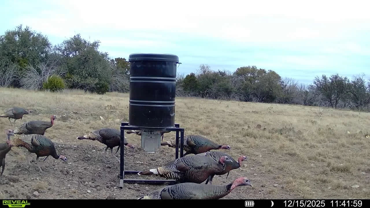 Wild turkeys gathered around a black container with a feeding mechanism in a grassy outdoor area with trees in the background.