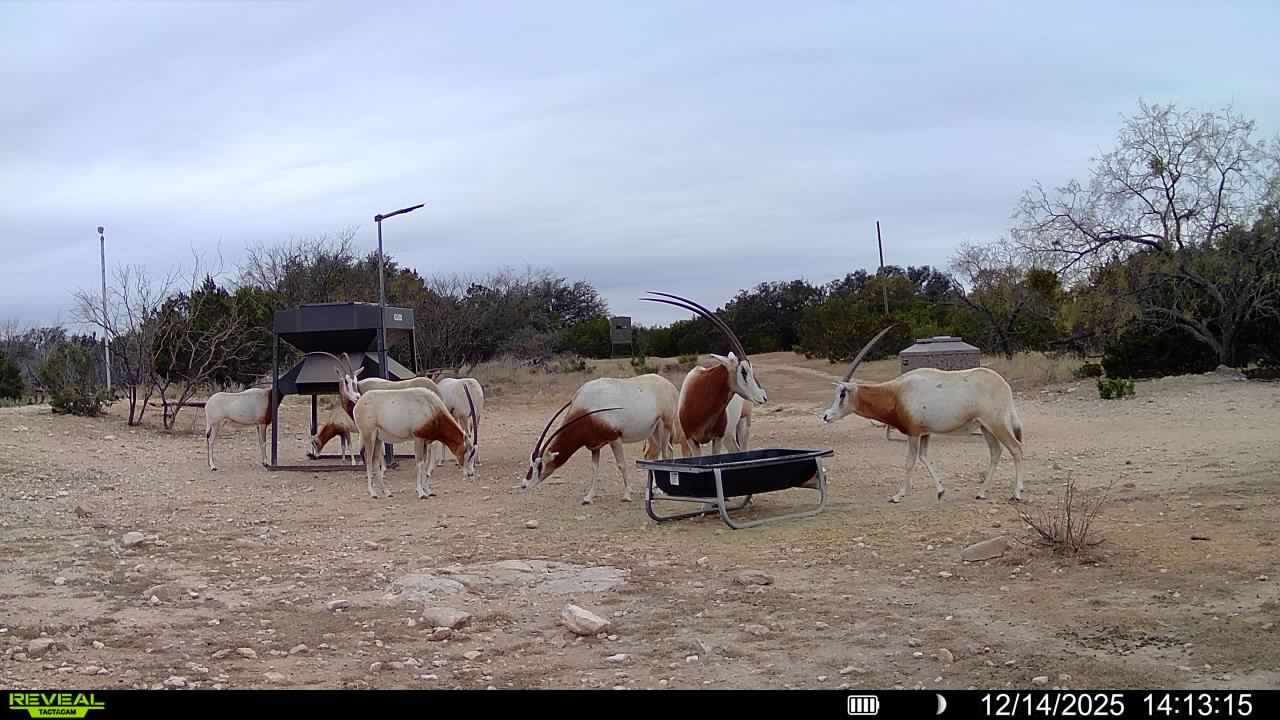 Zebras standing on a dirt ground near a water fountain in a dry landscape with sparse trees and bushes.