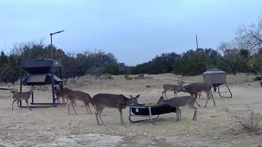 Seven deer gathered around a black feeder and a small hay or grain trailer in a dry, open area with sparse trees and bushes under a cloudy sky.
