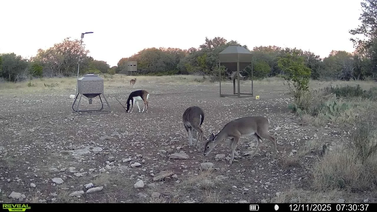 Photo from a trail camera showing two deer grazing on rocky, grassy land, with other deer in the background, and a structure and trees in the distance, taken early morning.