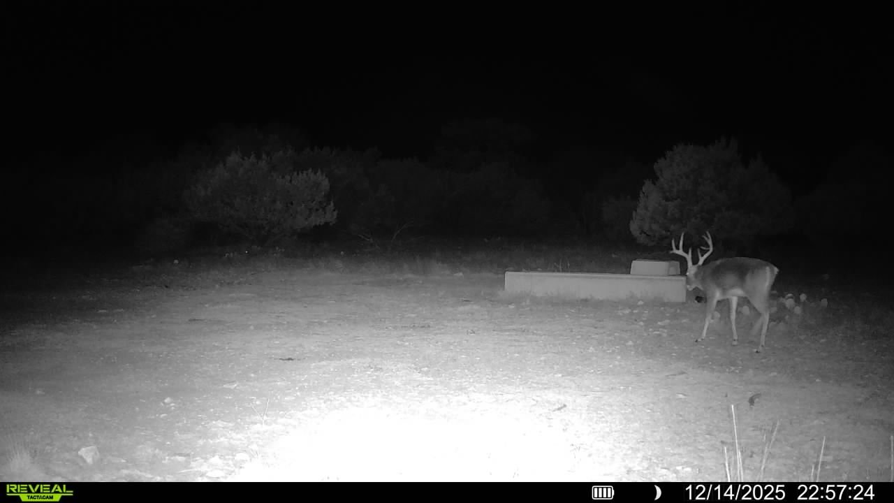 Black and white night vision image of a deer standing near a concrete structure and a bush, with trees in the background. The scene is dark, illuminated by a bright light in the foreground.