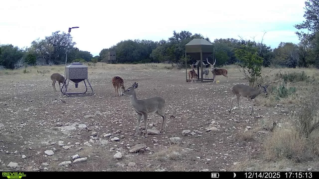 Wildlife feeding station with deer and antelope in a dry, open landscape with sparse vegetation.