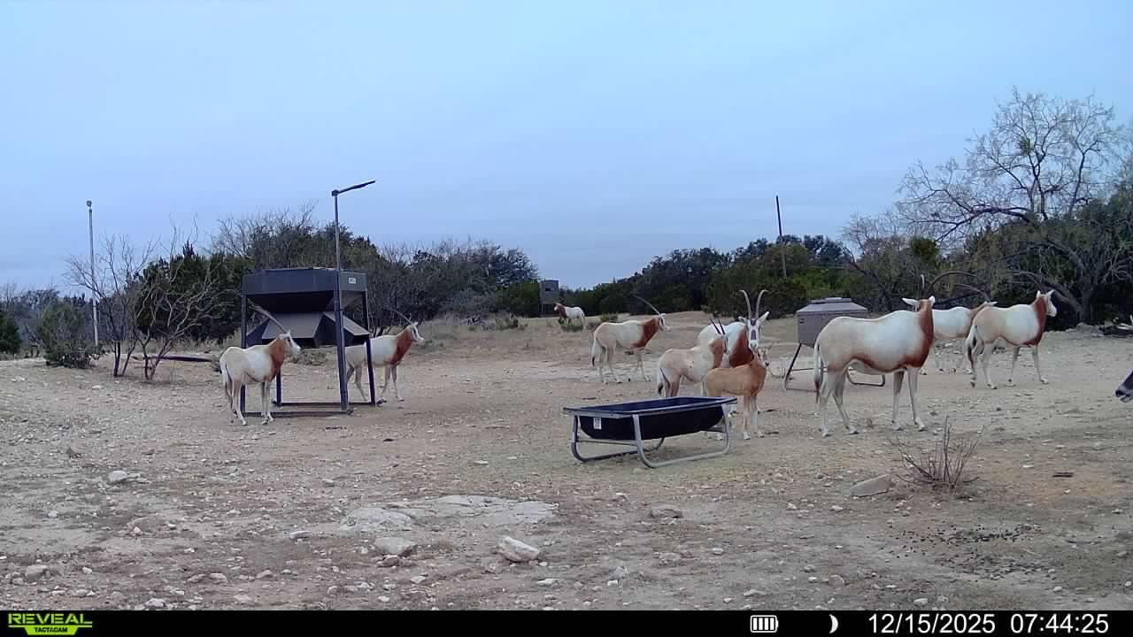 A group of desert animals resembling Ibexes or goats with long horns and white bodies with brown patches, standing and walking in a dry, rocky area with sparse bushes, under a cloudy sky.