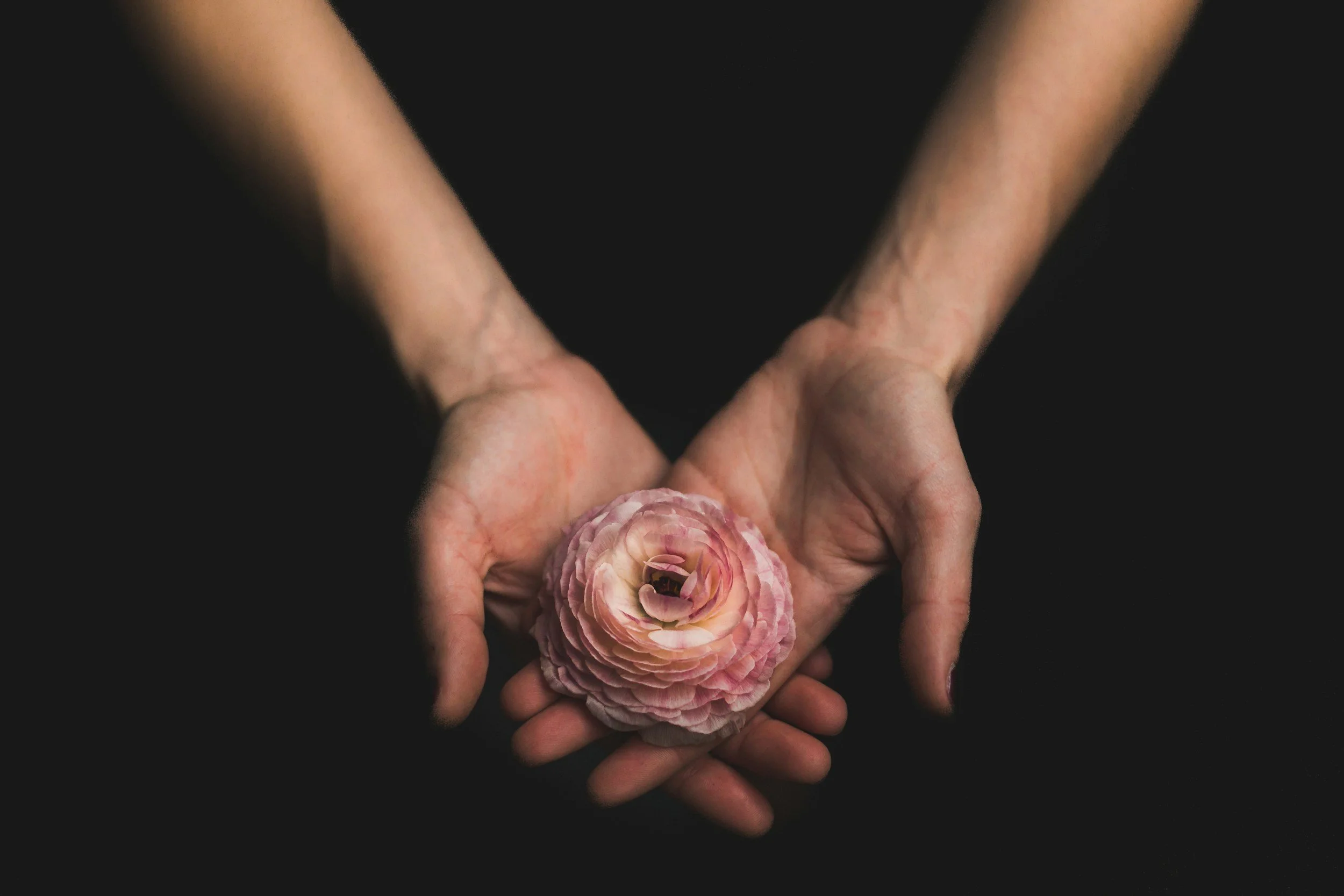 Two hands gently holding a pink ranunculus flower against a black background.