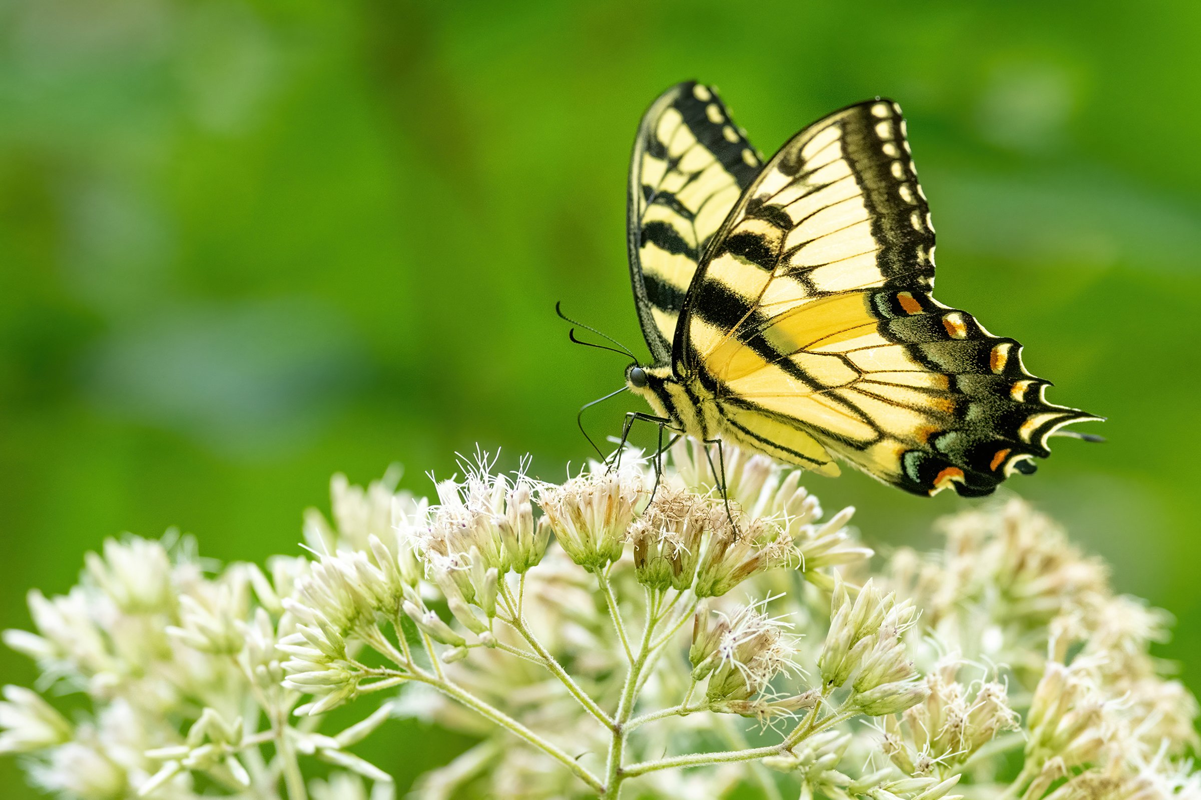 Butterfly with wings open resting on pale wildflowers against a soft green background.