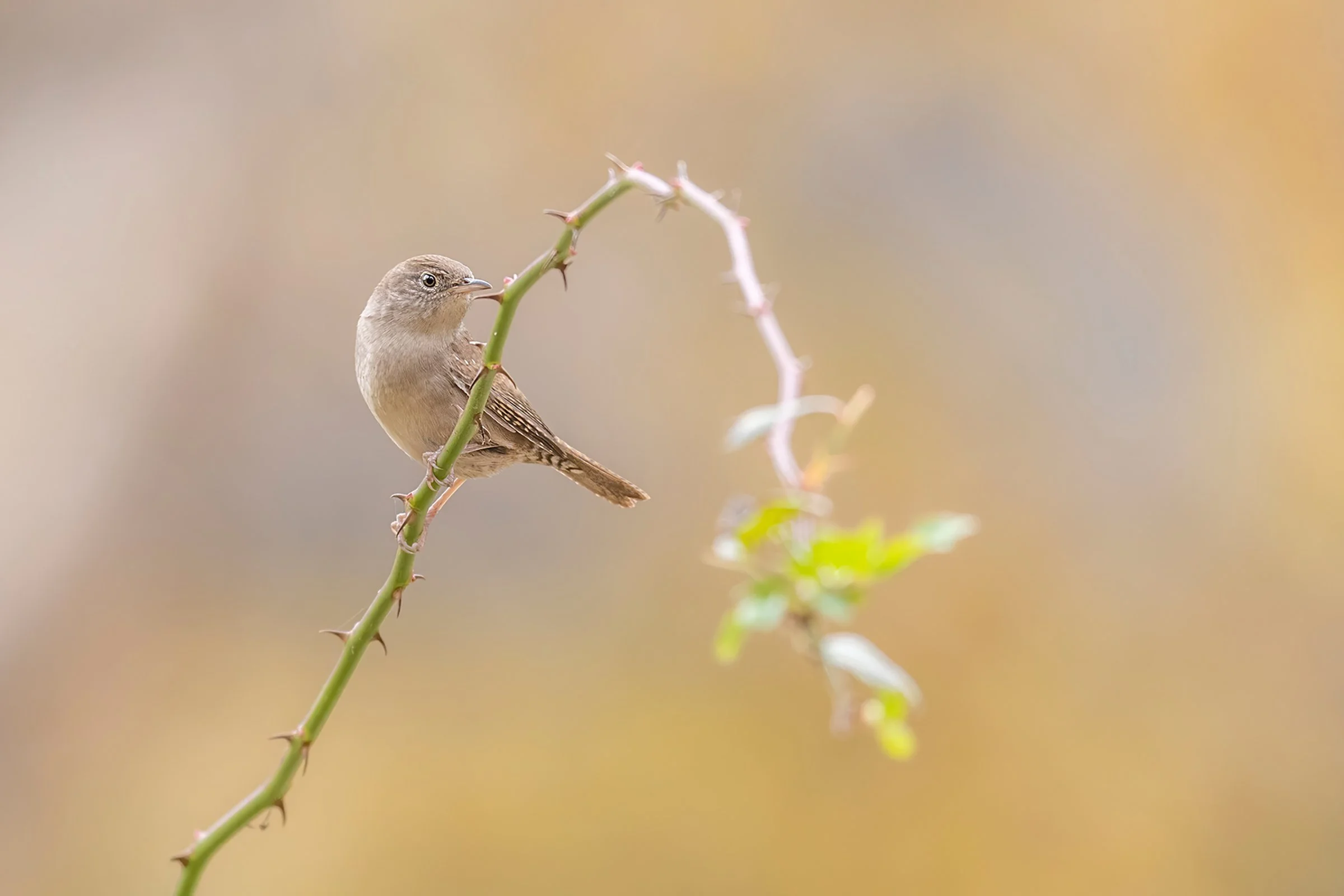 House wren perched on a curved thorny branch against a soft, blurred natural background.