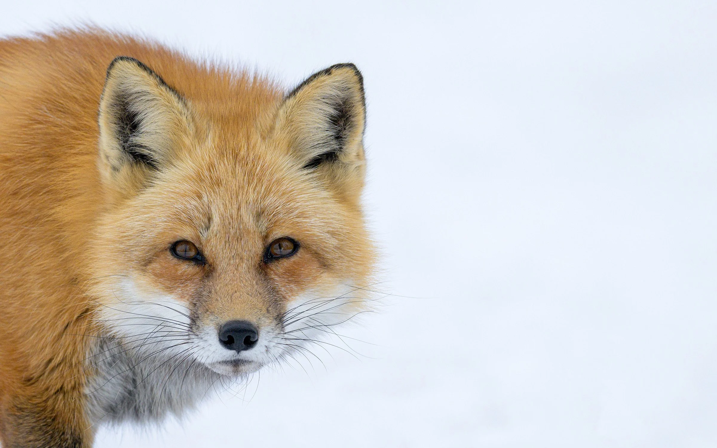 Close-up portrait of a red fox with amber eyes and detailed orange fur, looking directly at the camera against a soft white snowy background.