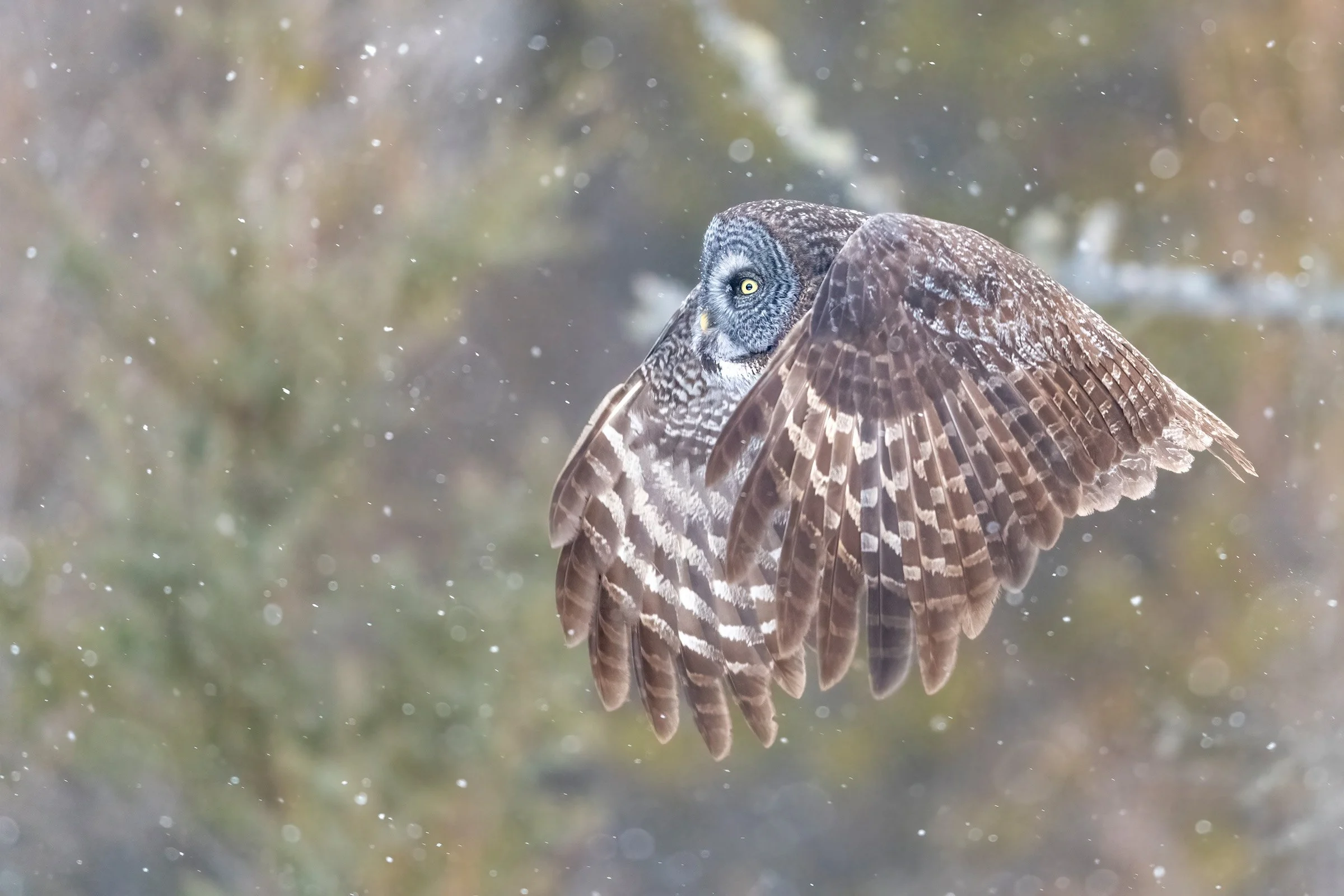 Great gray owl flying through light snowfall with wings partially raised against a soft, blurred forest background.