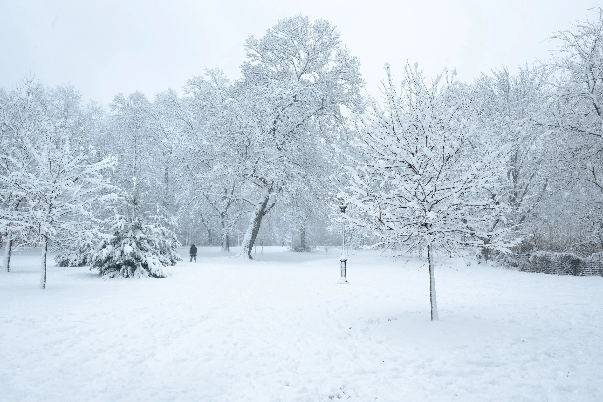 Snow-covered open landscape with scattered trees in Prospect Park, Brooklyn, and a small distant person within the winter scene.