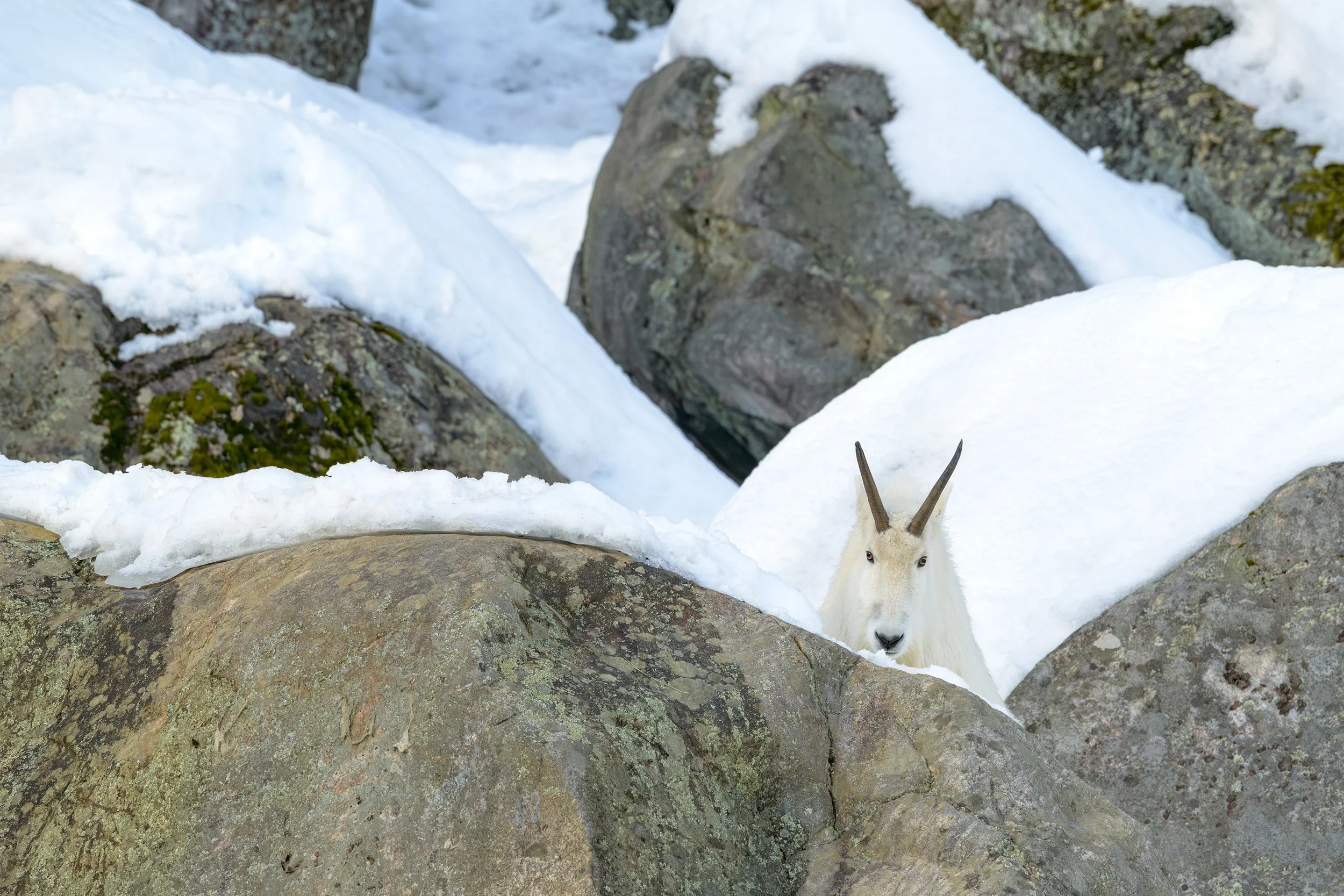 Mountain goat partially visible between snow-covered rocks in a winter alpine landscape.