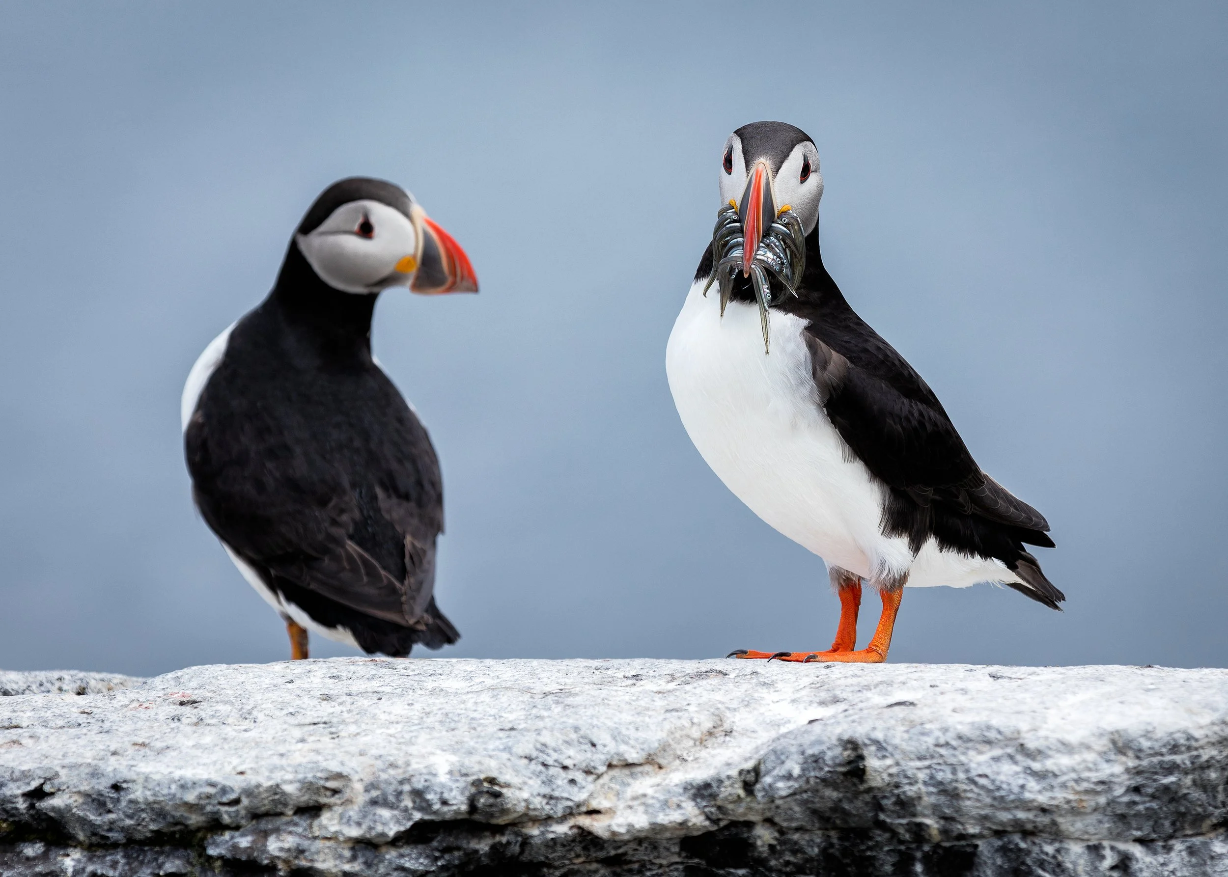Two Atlantic puffins standing on a rocky ledge, one holding several small fish in its colorful beak, against a soft blue-gray background.