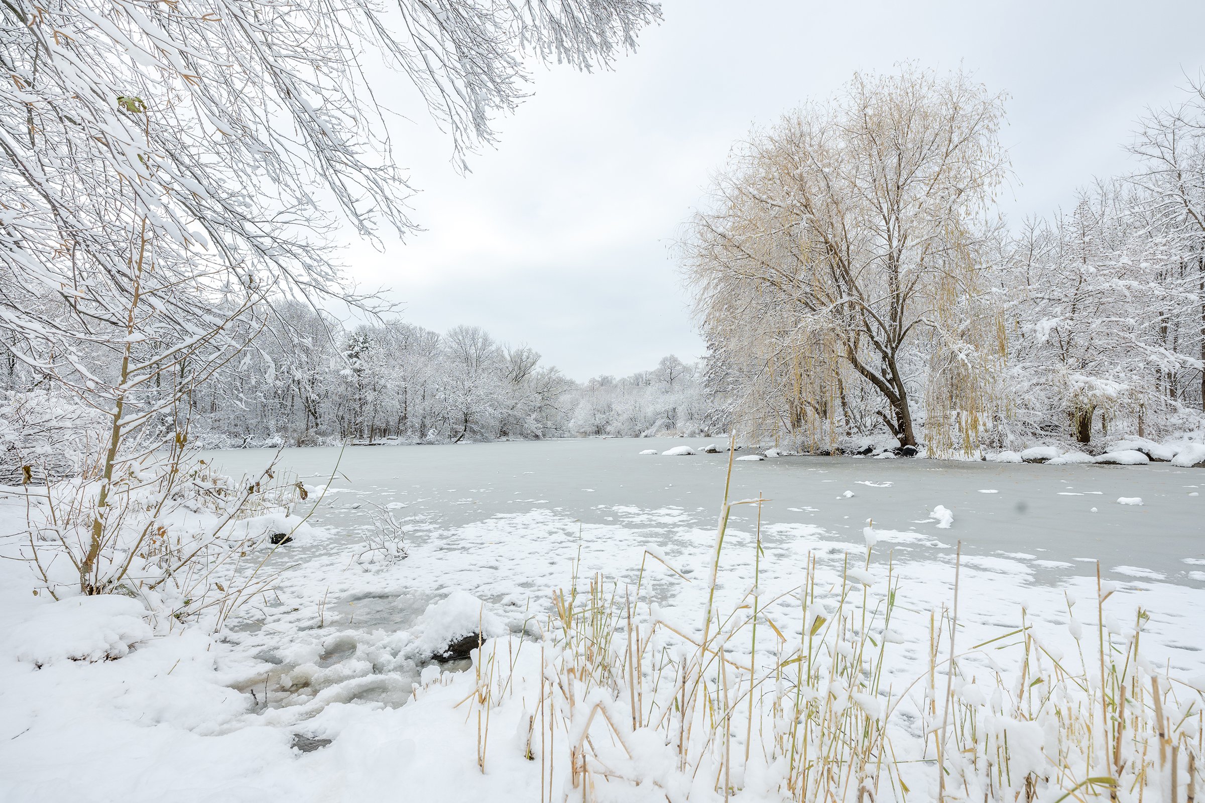 Snow-covered reeds along the edge of a lake in Prospect Park, Brooklyn, with ice forming across the water during a quiet winter scene.
