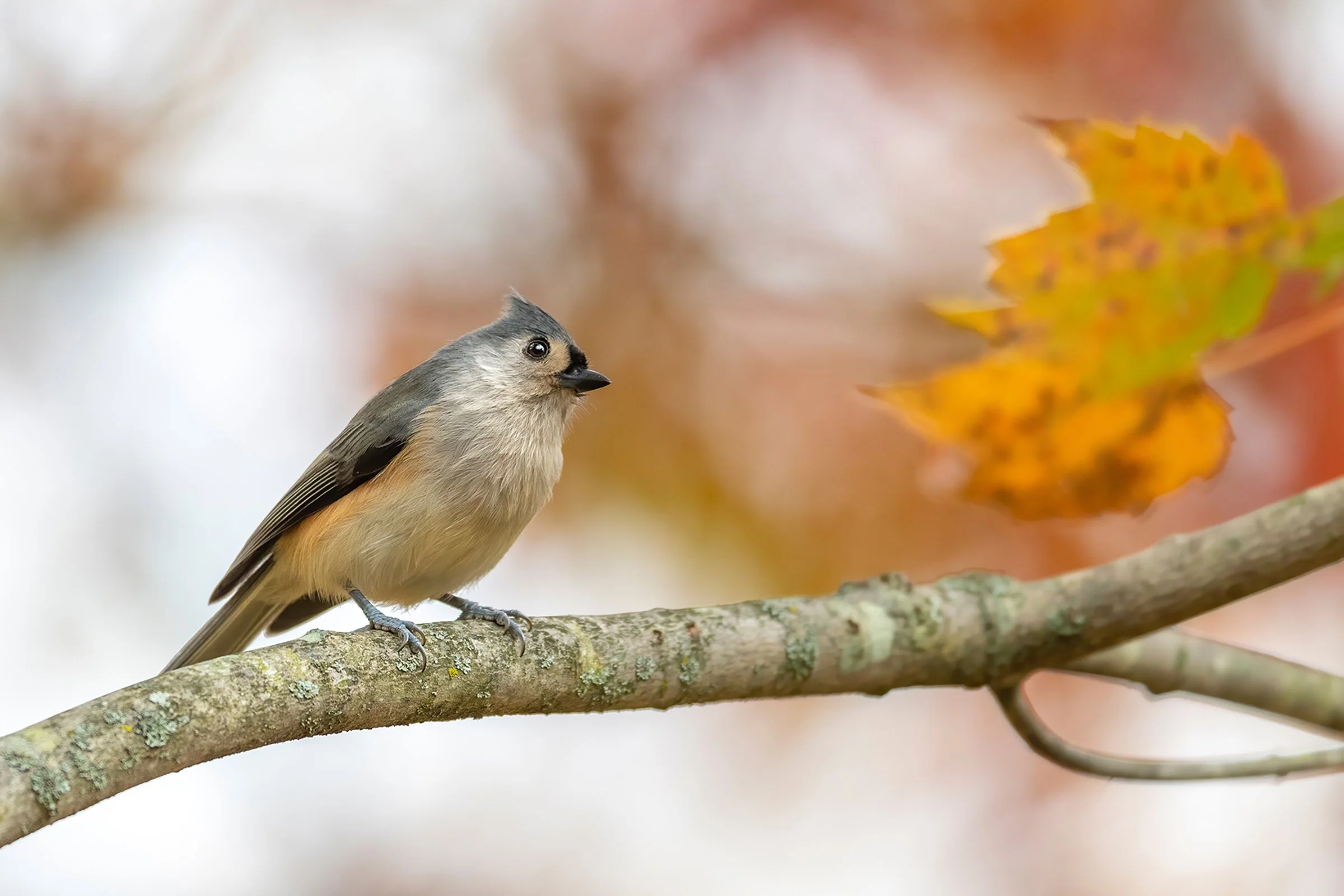 Tufted titmouse perched on a branch with soft autumn leaves blurred in the background.
