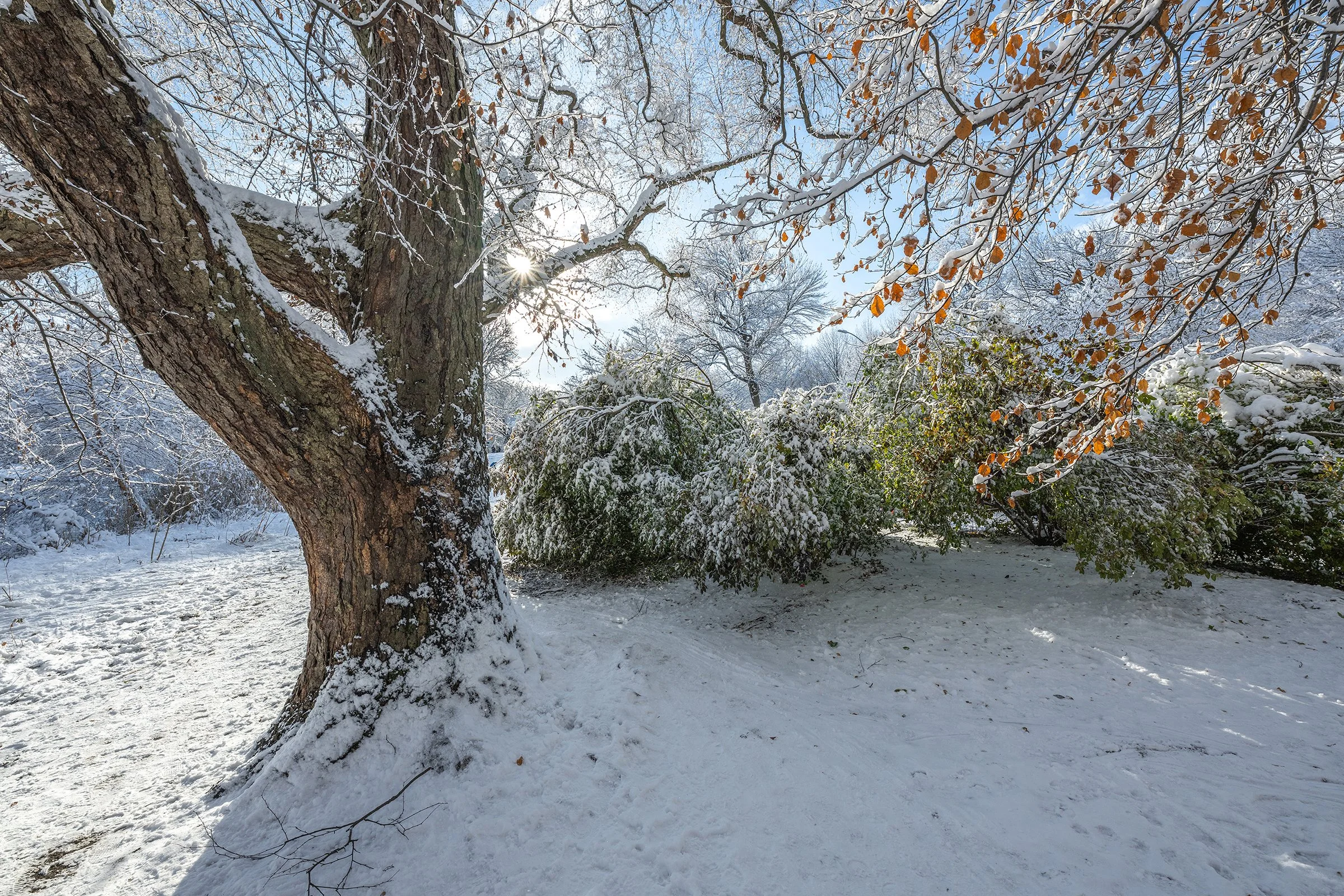 Winter Holds the Light