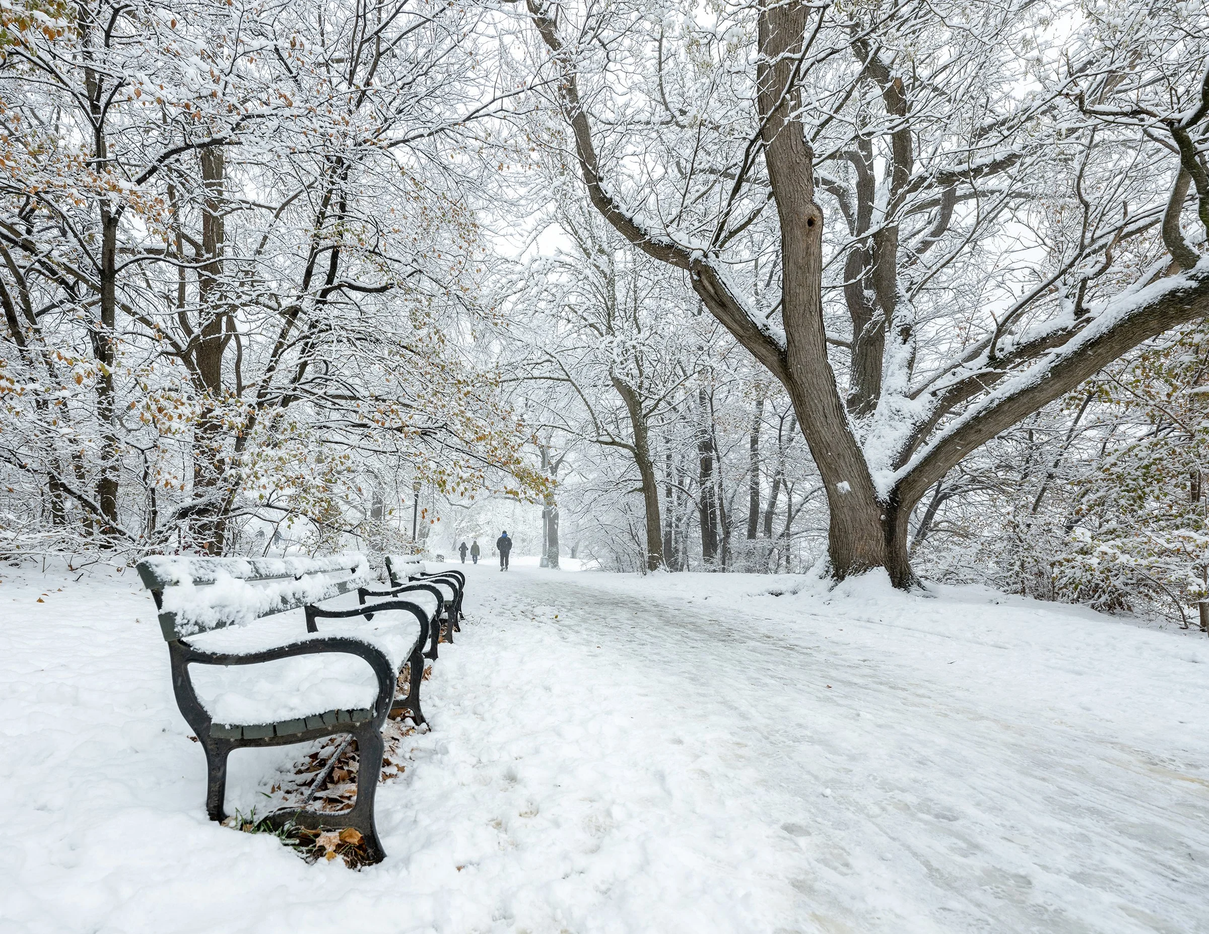snow-covered path in prospect park with benches and distant figures walking