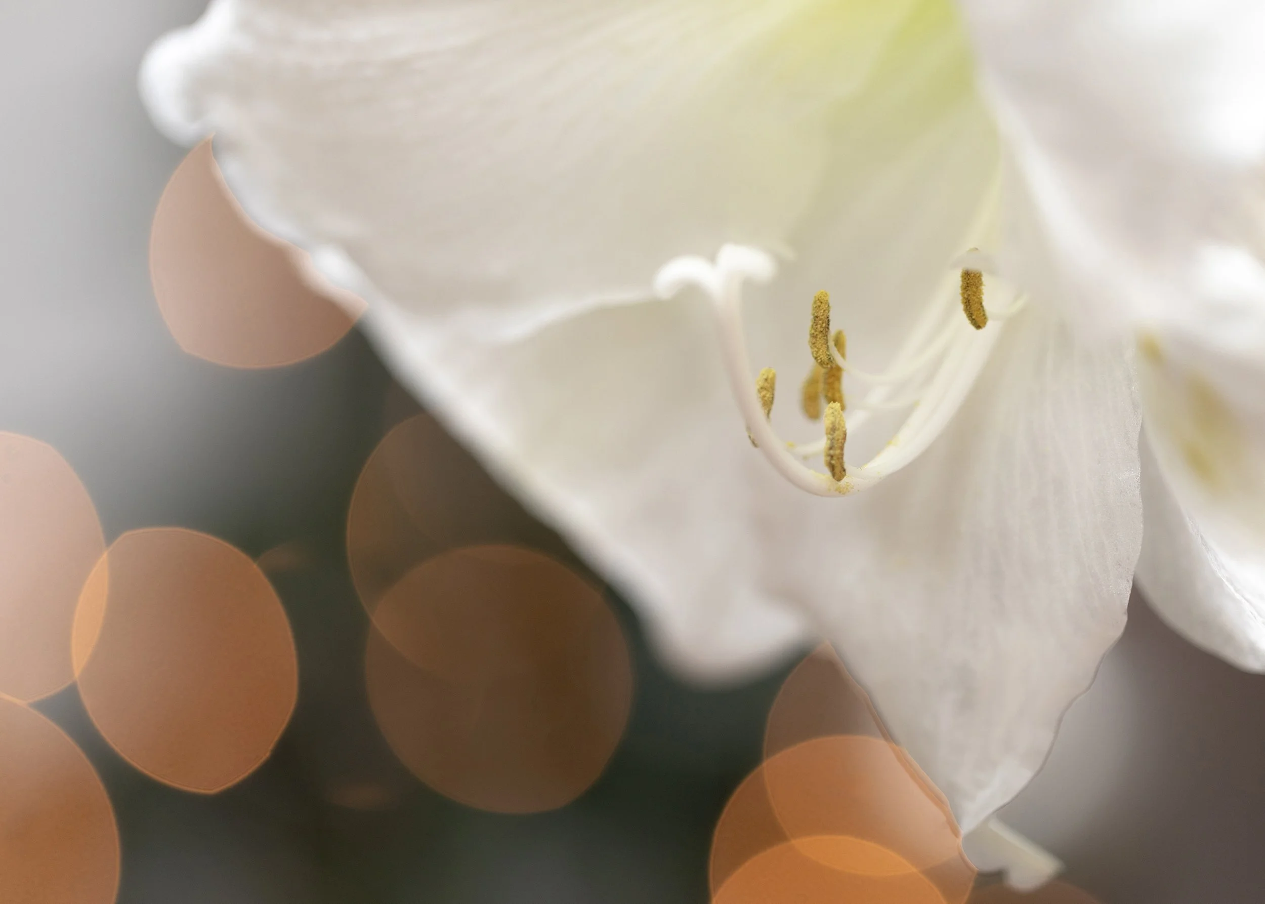 Close-up fine art photograph of a delicate white flower with softly illuminated petals and golden stamens against a warm, blurred natural background.