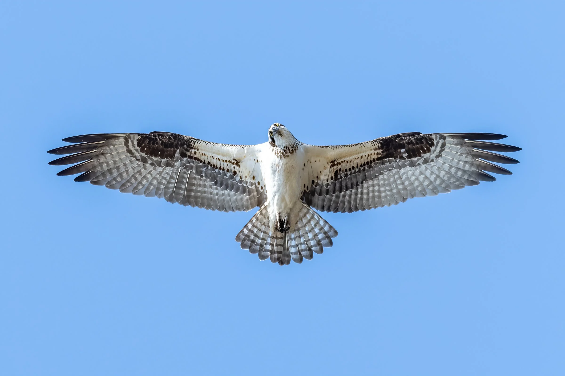 Osprey seen head-on with wings fully extended while hovering in flight against a clear blue sky.