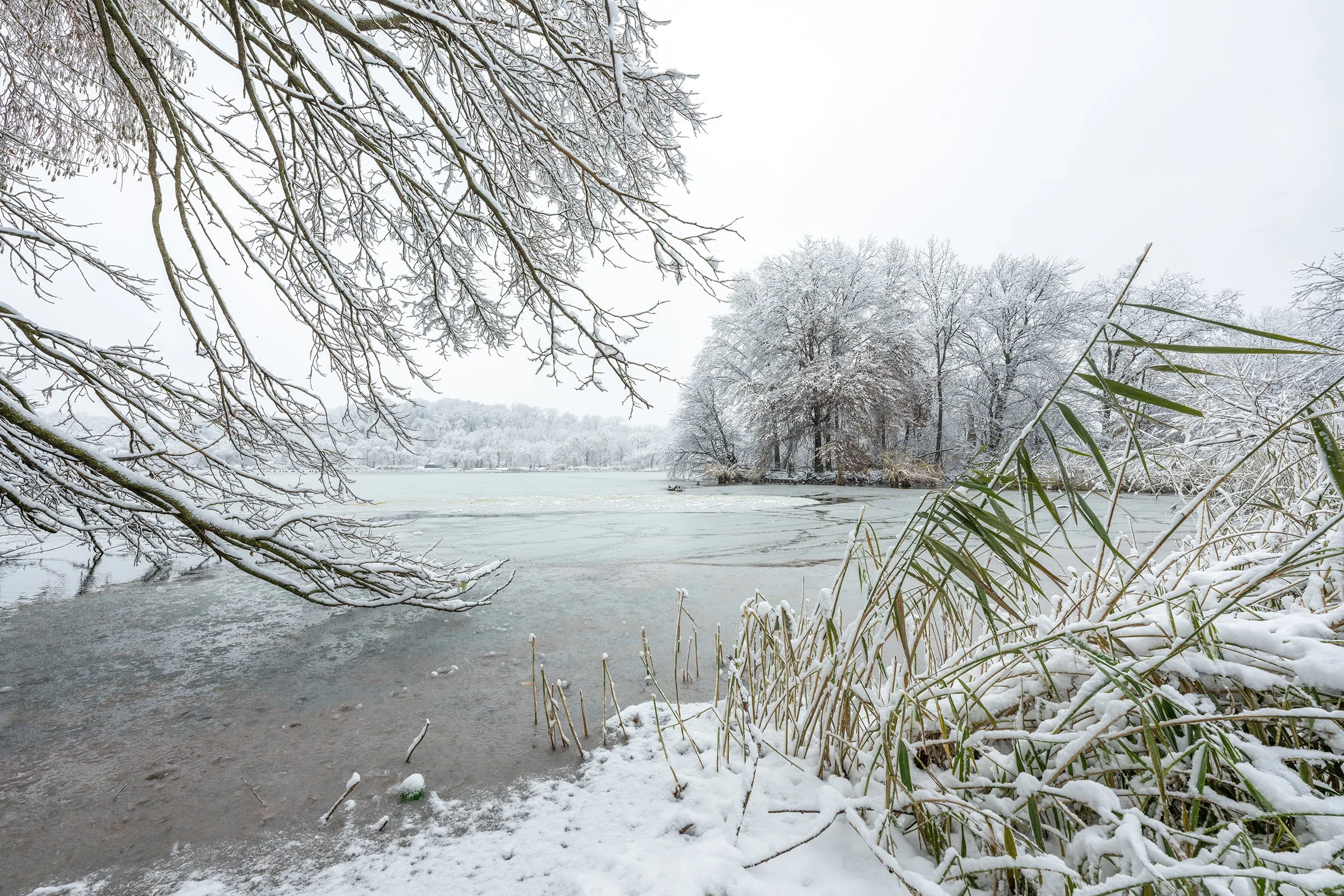 Winter lake in Prospect Park, Brooklyn, with ice forming along the shoreline and open water remaining in a quiet landscape.