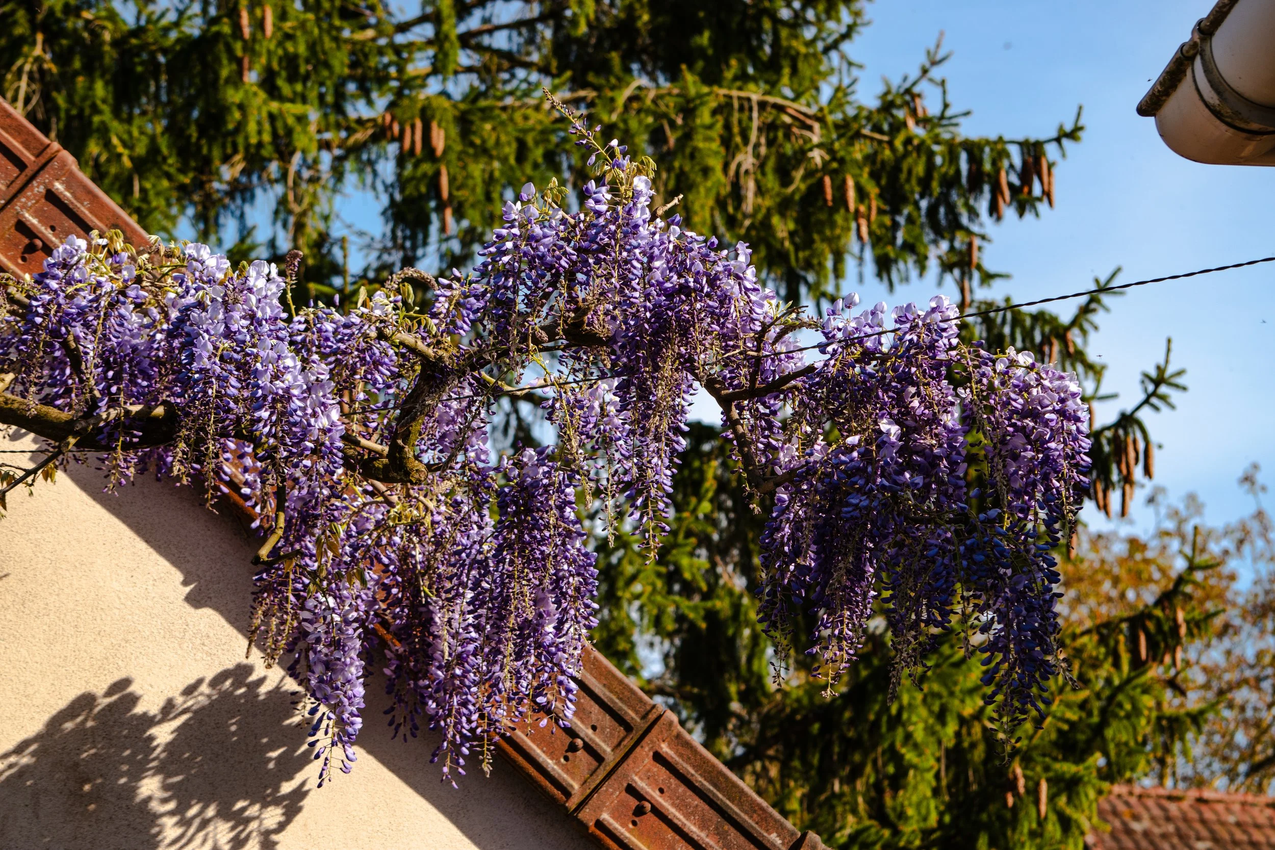 Vignes fleuries violettes devant un mur beige, avec des arbustes et un ciel bleu en arrière-plan.