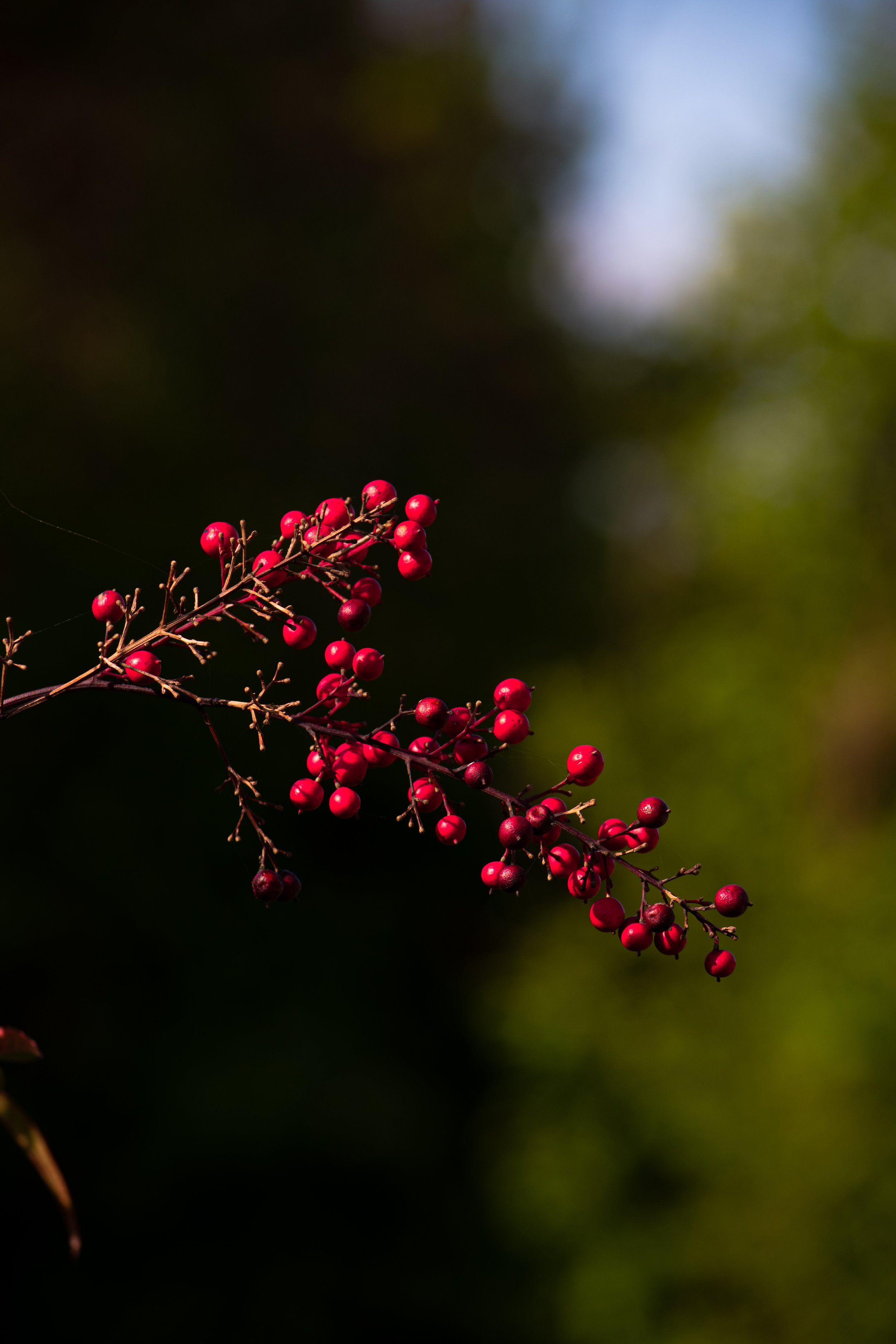 Branch avec petits baies rouges, fond flou de verdure et ciel.